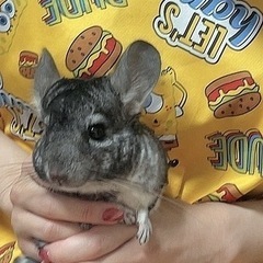 チンチラ 2歳