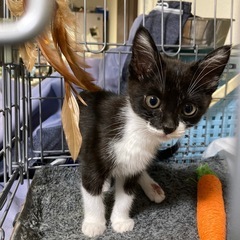 お転婆だけど美人猫