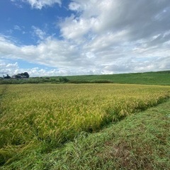 令和7年度産コシヒカリ 🌾の籾殻・稲藁差し上げますの画像