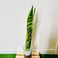 サンスベリア　ローレンティー　観葉植物　ハイドロカルチャー【Ｂ】の画像