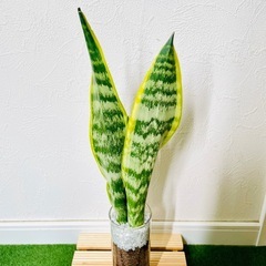サンスベリア　ローレンティー　観葉植物　ハイドロカルチャー【Ｂ】の画像