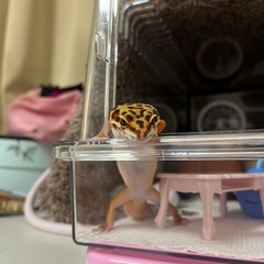 レオパードゲッコー(タンジェリン)の里親さん募集