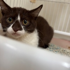 茶色のハチワレ 子猫 りすちゃん
