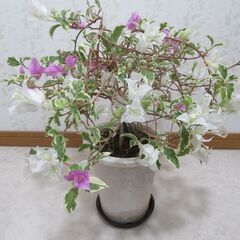 斑入りブーゲンビリア　２色咲き＋おまけの画像