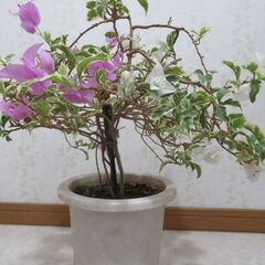 斑入りブーゲンビリア　２色咲き＋おまけの画像