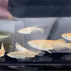 初出品❗️レッドマーメイド　宮メダカ直径　おまけあり‼️の画像