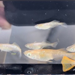 初出品❗️レッドマーメイド　宮メダカ直径　おまけあり‼️の画像