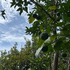 【福井県産:無農薬】早摘み青柚子10玉(1玉おまけあり)の画像