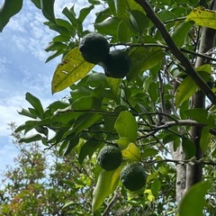 【福井県産:無農薬】早摘み青柚子10玉(1玉おまけあり)の画像