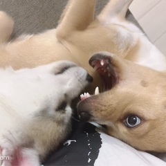 ラブちゃん − 沖縄県