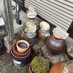 壺　鉢　金魚の画像