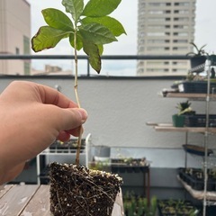 コーヒーの木②の画像