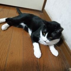 白黒ハチワレ靴下猫ヤマトくん