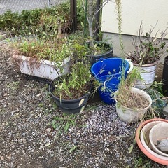 ガーデニングの画像