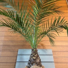 フェニックスロベレニー1の画像