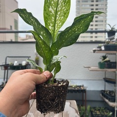 ディフェンバキア　ティキの画像