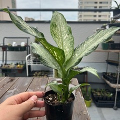 ディフェンバキア　ティキの画像