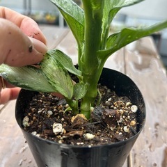 ディフェンバキア　ティキの画像