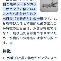 パンダ　ブラックホワイト出目金！金魚　熱帯魚の画像