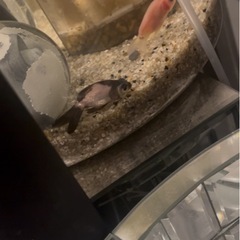 パンダ　ブラックホワイト出目金！金魚　熱帯魚の画像