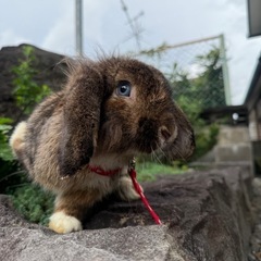 目がブルーの男の子🐰