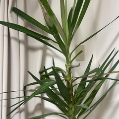 ユッカ 観葉植物の画像