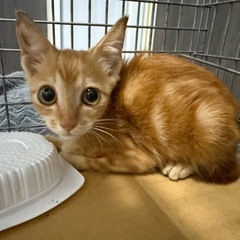 茶トラ女子アメショ柄 - 猫