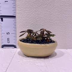 一点物ユーフォルビア・デカリーの画像