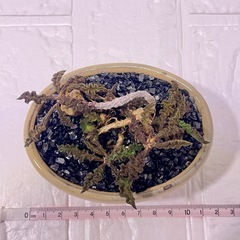 一点物ユーフォルビア・デカリーの画像