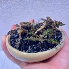 一点物ユーフォルビア・デカリーの画像