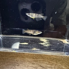 金閣‼️ 有精卵　激安❣️15個＋α 700円の画像
