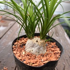 トックリラン　ノリナの画像