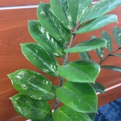 観葉植物】ザミオクルカス　ザミフォーリアの画像