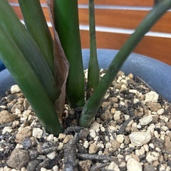 観葉植物】ザミオクルカス　ザミフォーリアの画像