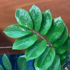 観葉植物】ザミオクルカス　ザミフォーリアの画像