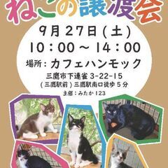 9月27日（土）🌠🪐🌠三鷹で猫の譲渡会🍁🍃🍁茶白の　男の子生後３ヶ月　エキゾチックラブリー　飼い主不在確認済 - 三鷹市
