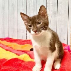 9月27日（土）🌠🪐🌠三鷹で猫の譲渡会🍁🍃🍁茶白の　男の子生後３...