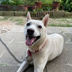 白い中型の雑種犬探してます