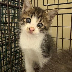 キジシロ1ヶ月半男の子募集中