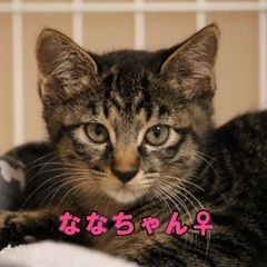 🍀９月２１日(日)🐈‍⬛すみれペットクリニック様にて『 立川地域...