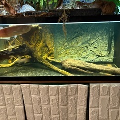 【セール中:現金の方用】オーバーフロー濾過　水槽(120cm) アロワナなど生体あり　LED照明付きの画像