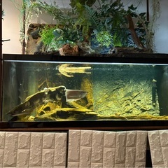 【セール中:現金の方用】オーバーフロー濾過　水槽(120cm) アロワナなど生体あり　LED照明付きの画像