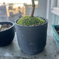 もみじ🍁秋🍂の画像