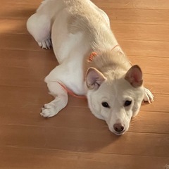 3歳♂　2歳♀