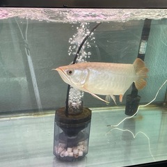 アロワナ
の画像