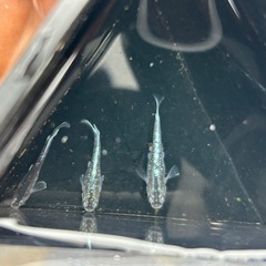 メダカ　真・ギャツビー2025 若成魚トリオの画像