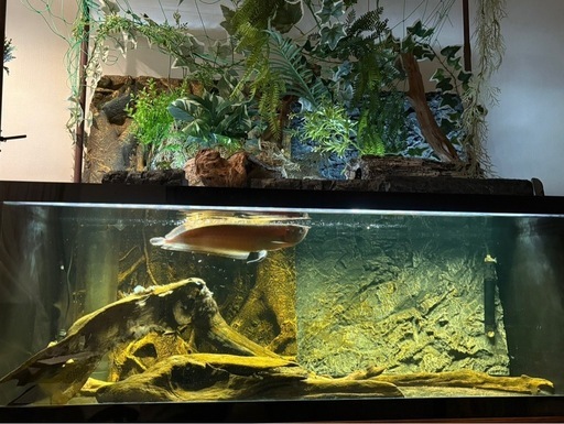 ブラックアロワナ40-50cm程度/ブラックゴースト20-30cm程度