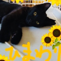 🍀９月２１日(日)🐈‍⬛すみれペットクリニック様にて『 立川地域猫の会 』主催🐾保護猫の譲渡会(予約不用)を開催致します❣️❣️🐈‍⬛✨成猫＆２ヶ月〜３ヶ月の子猫🐾計１４匹参加予定❣️❣🐈‍⬛🍀皆様のお越しを心よりお待ち致しております‼️🙇🐈‍⬛🍀✨の画像