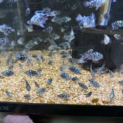 🐠ブルータイガーパロット全長±2〜2.5㎝ 1匹60円【在庫300匹以上】自家繁殖個体 熱帯魚 シクリッド No.10の画像