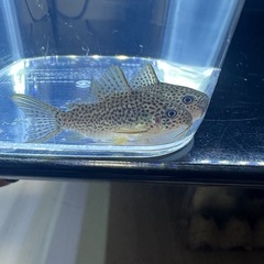 コリドラス　ガラナの画像